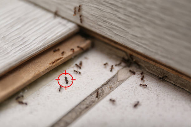 Best Wildlife Control Services  in Pea Ridge, FL